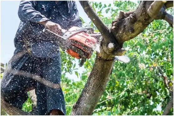 tree services Friendsville